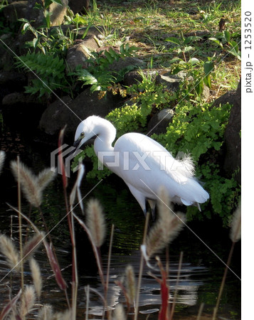 河辺に飛来した白鷺 1253520