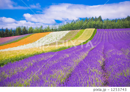 TOMITA FARM 1253743