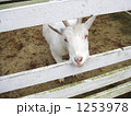 やぎ２ 1253978