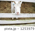 やぎ 1253979