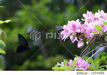 ツツジの蜜を吸う黒揚羽蝶の夫婦の写真素材