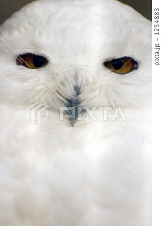 シロフクロウ シロフクロウ 1254883