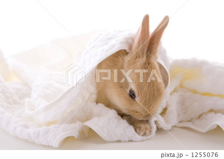タオルと眠くなってる仔兎 1255076
