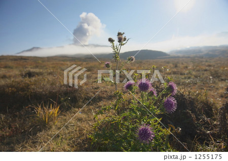 阿蘇山噴火と草原に咲くアザミの花 1255175