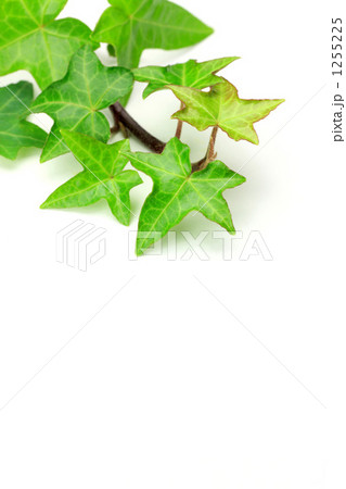 アイビー 1255225