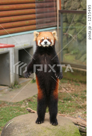 レッサーパンダ 1255495