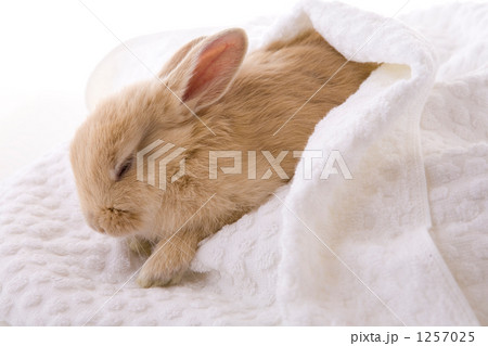 安心して眠るかわいい子ウサギの写真素材