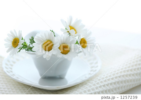 マーガレット 1257239