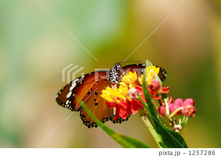 カバマダラ カバマダラ 1257286