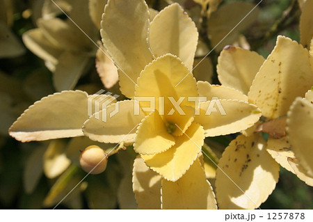 花のような葉っぱ 花のような葉っぱ 1257878