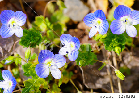 オオイヌノフグリ 1258292