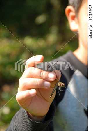 とんぼ撮り とんぼ撮り 1258932