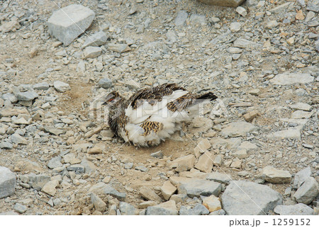 ライチョウ ライチョウ 1259152