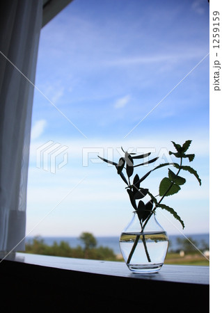 窓際の花瓶 窓際の花瓶 1259159