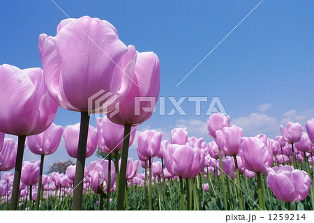 チューリップ畑 チューリップ畑 1259214