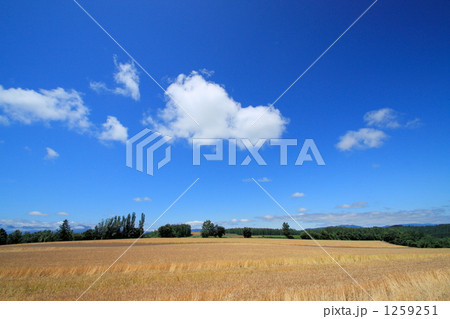 富良野の麦畑 1259251