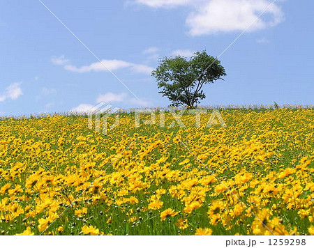 北海道　美瑛 1259298