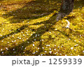 散るサクラ 1259339