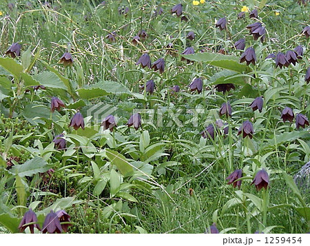 群生黒百合 1259454