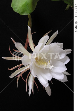 夜の女王 夜の女王 1259547