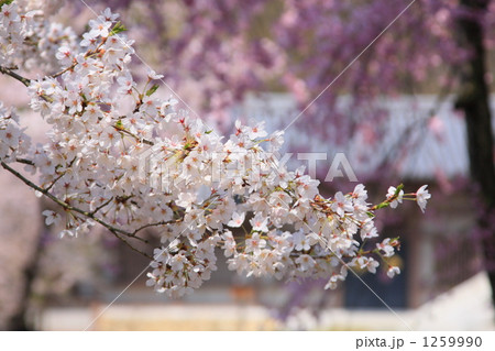 長野市雲上殿の桜(ソメイヨシノ) 長野市雲上殿の桜(ソメイヨシノ) 1259990