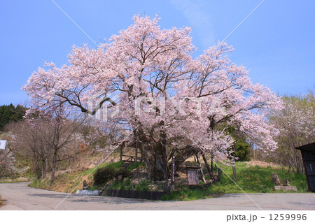 長野市塩生の巡礼桜（エドヒガン） 1259996