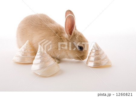 麦わら帽子と子兎 1260821