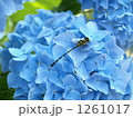 紫陽花とトンボ 1261017