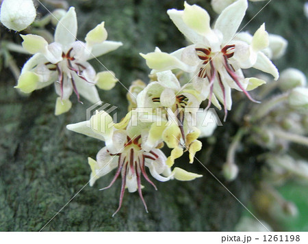 チョコレート(カカオ)の花 チョコレート(カカオ)の花 1261198