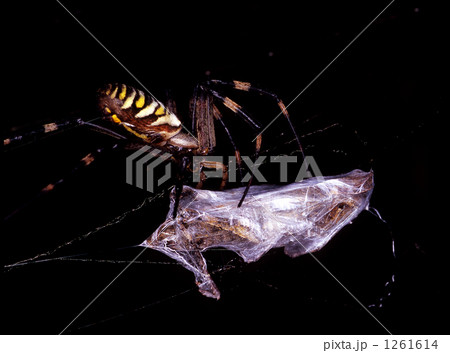 蜘蛛の食事 1261614