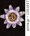 時計草の花 1261637