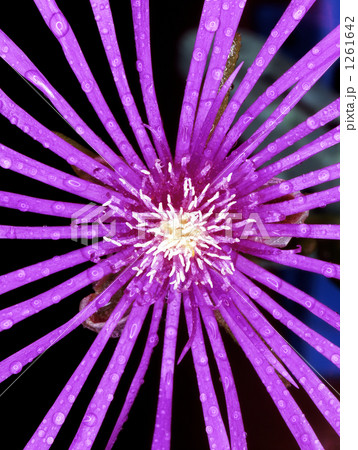 星条旗のような花 1261642