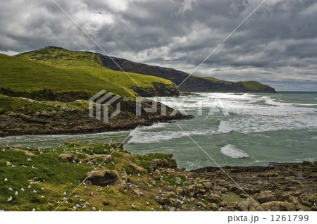 オタゴ半島の荒海 オタゴ半島の荒海 1261799