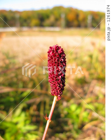 秋の夕陽に吾亦紅 1261974