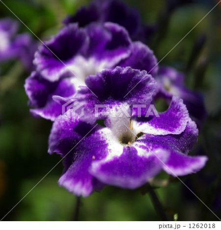 ハワイ　マウイ　ナンヨウイヌヂシャ 1262018