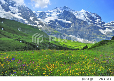 花畑とスイスアルプス 世界遺産ユングフラウの写真素材 [1263183] - PIXTA