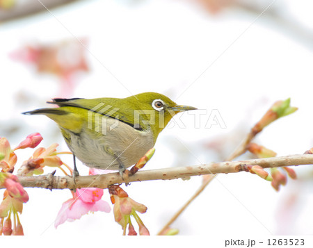 河津桜に目白 河津桜に目白 1263523