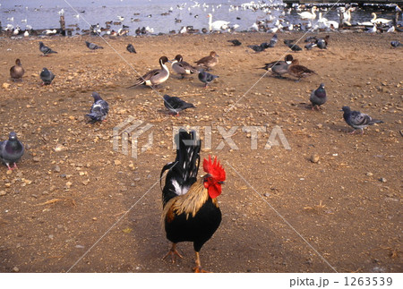 昆陽公園の鶏 1263539