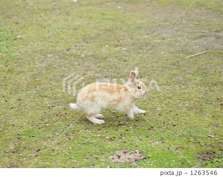 うさぎ 跳ぶ 草食動物の写真素材