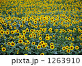 真夏の向日葵畑 1263910