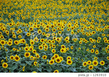 真夏の向日葵畑 1263910