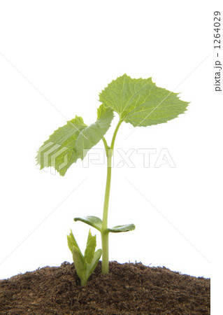 ゴーヤーの若葉 1264029