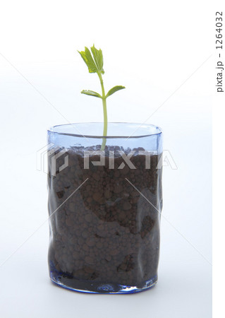 ゴーヤーの若葉 1264032