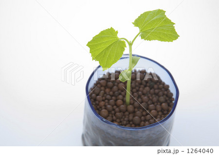 ゴーヤーの若葉 1264040