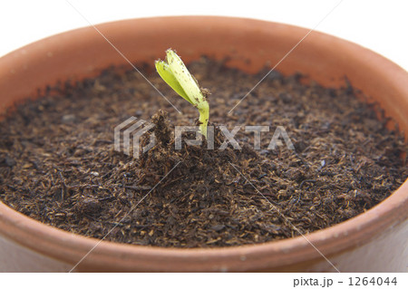 ゴーヤーの新芽 1264044