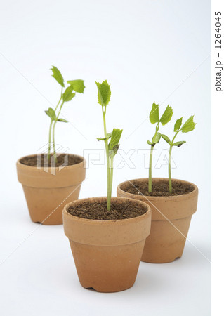 ゴーヤーの新芽 1264045