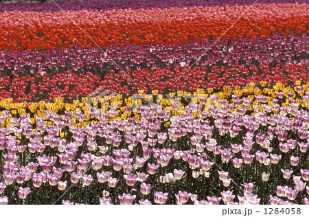 花のじゅうたん 花のじゅうたん 1264058