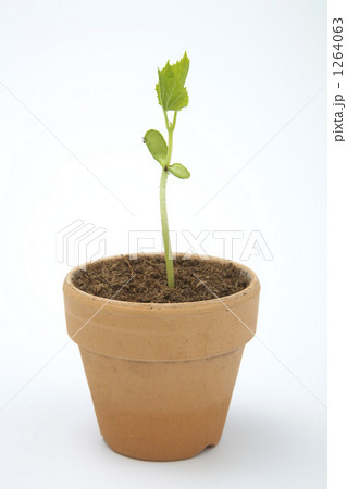 ゴーヤーの新芽 1264063