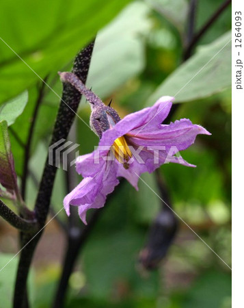 茄子の花 茄子の花 1264093