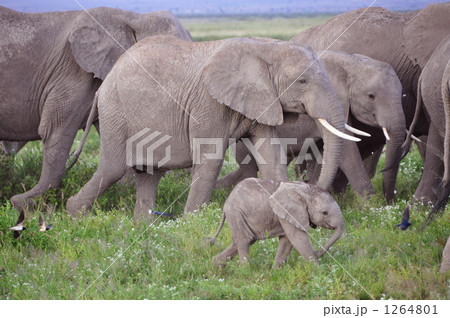 サファリで出会った動物達 1264801